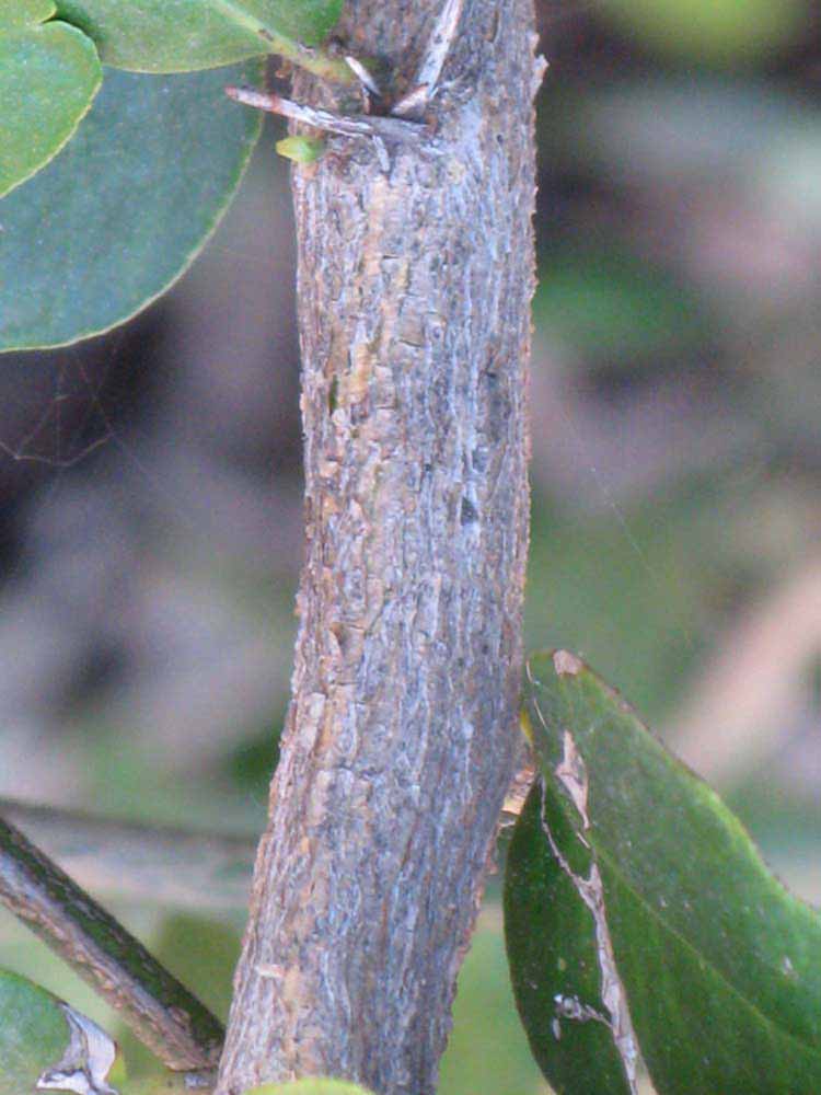              Second - third year twig (Riverside, CA)       